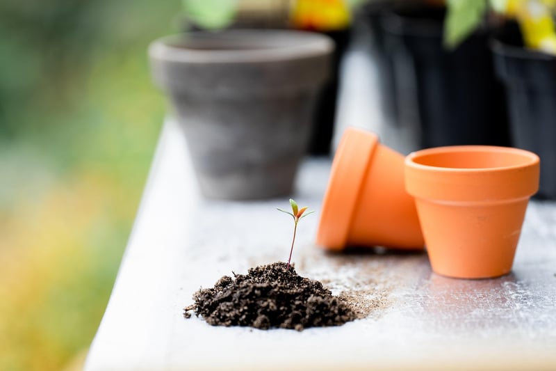 Potting Mix